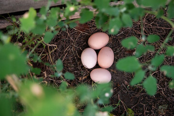 Fresh laid chicken eggs in a garden nest in the bush © Octavian
