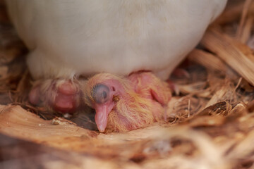 baby Pigeon in a nest