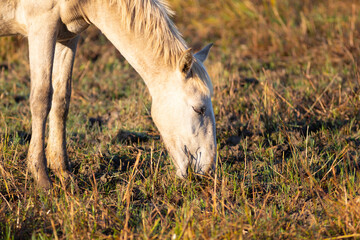 Potro camargués (Equus ferus caballus) pastando al amanecer en el Parc Natural dels Aiguamolls de l'Empordà (Parque Natural de los Aiguamolls del Empordá) Castelló d'Empúries, Girona, Catalunya