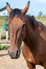 portrait of a horse