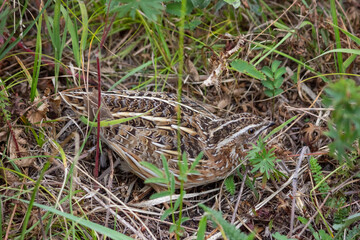 A female wild partridge hides among the grass.