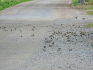 Viele Spatzen inmitten der Strasse