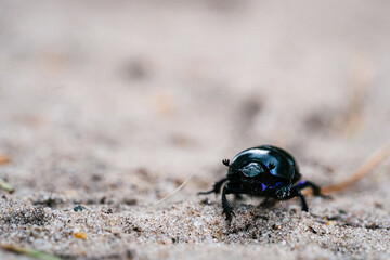 Beautiful close up photo of the black-colored beetle (Geotrupes stercorarius)