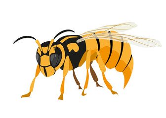 Insect Wasp, close-up, side view. Vector image isolated on a white background.	