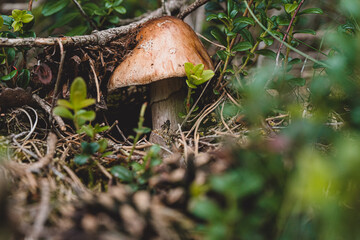 Fresh mushroom crawls out of the ground from a layer of green moss