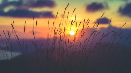 Foto op Canvas Selectieve focusopname van planten vastgelegd bij zonsondergang © Milan Šurbatović/Wirestock