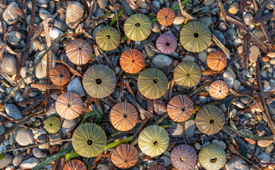 colorful sea urchin shells on pebbles and seaweed, natural seamless pattern background