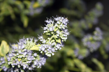 forget me not flower