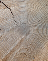 Fototapeta premium tree trunk cut top view closeup, natural pattern background