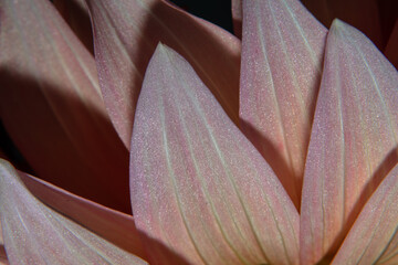 closeup of flower, pattern, texture, background, wallpaper