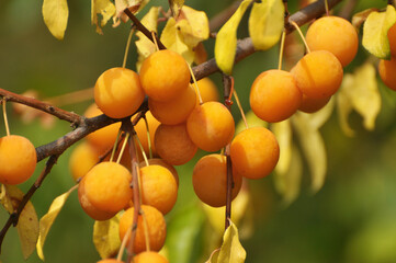 On the branch ripen fruits of plums (Prunus cerasifera).