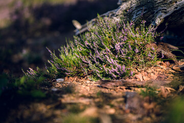 Blooming wild pink violet heather flowers in forest at autumn day.