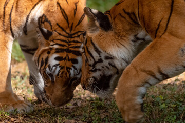 Indian Bengal Tiger (Panthera tigris) in natural habitat shot in the Jungles of Karnataka, India