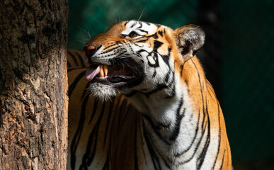 Indian Bengal Tiger (Panthera tigris) in natural habitat shot in the Jungles of Karnataka, India