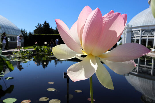 Water Lily In New York Botanical Garden Bronx