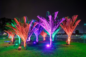 Young palm trees in a park at night, lit up with multicolored lighting