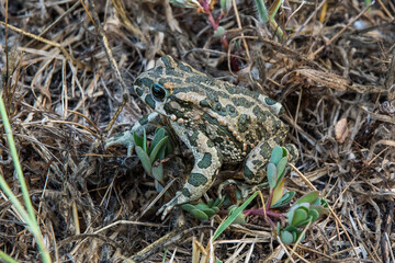 Frosch in der Wildnis