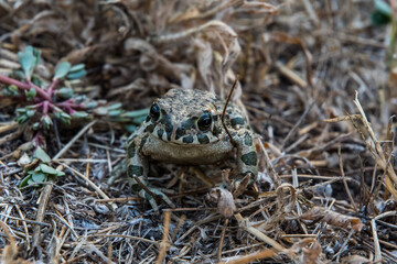 Frosch in der Wildnis