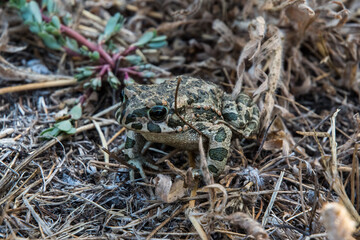 Frosch in der Wildnis