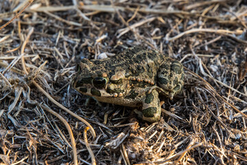 Frosch in der Wildnis