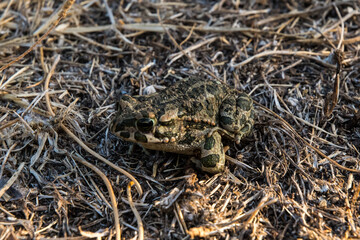 Frosch in der Wildnis