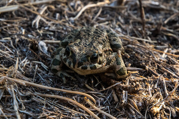 Frosch in der Wildnis