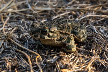 Frosch in der Wildnis