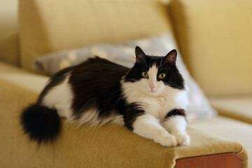 A cute black and white domestic cat lies on the couch. Life style. Pets, veterinary medicine.