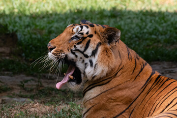 Indian Bengal Tiger (Panthera tigris) in natural habitat shot in the Jungles of Karnataka, India