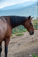 Obraz premium horse on the farm