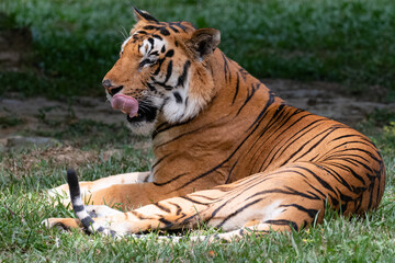 Indian Bengal Tiger (Panthera tigris) in natural habitat shot in the Jungles of Karnataka, India
