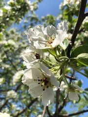 apple tree blossom