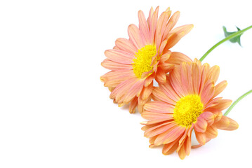 Flowers of chrysanthemum isolated on a white background. Two orange flowers of chrysanthemum