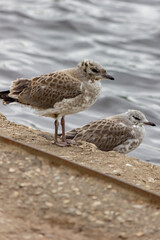 Chicks of seagulls on a pier near the water. Bird and sea close-up. Plumage. Wild birds background.