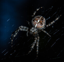 Closeup of spider on web on black background, macro