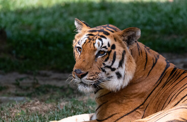 Fototapeta premium Indian Bengal Tiger (Panthera tigris) in natural habitat shot in the Jungles of Karnataka, India