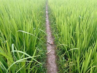 Thin road between green paddy field