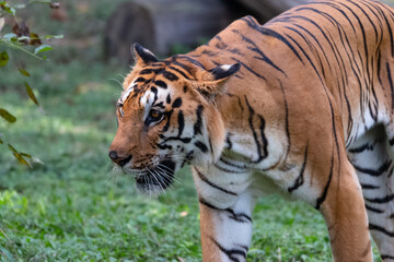 Indian Bengal Tiger (Panthera tigris) in natural habitat shot in the Jungles of Karnataka, India