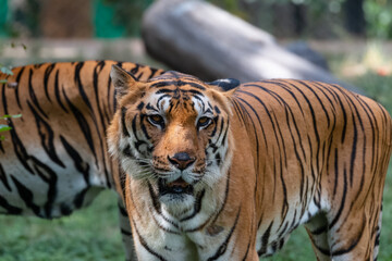Indian Bengal Tiger (Panthera tigris) in natural habitat shot in the Jungles of Karnataka, India