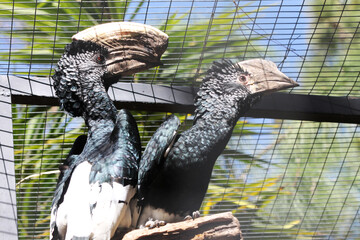 Silberwangen-Hornvogel © Stephan von Mikusch