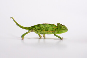 Curious baby chameleon (Yemeni cone-head chameleon) on a white background