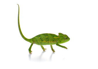 Curious baby chameleon (Yemeni cone-head chameleon) on a white background
