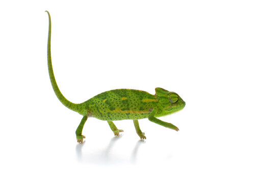 Curious baby chameleon (Yemeni cone-head chameleon) on a white background