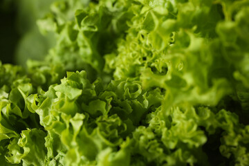 Fresh green salad leaves, close up with selective focus