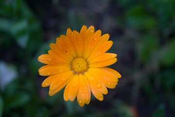 After the rain marigold flowers close-up.