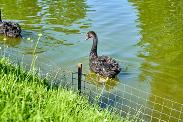 Black swan swimming in the lake