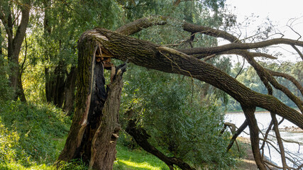 Fototapeta na wymiar a large fallen tree after being hit by lightning