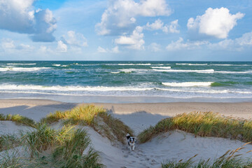 Rough sea with waves in autumn or winter, sandy beach and dunes with reeds and dry grass in the morning, with dog