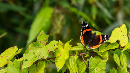 butterfly Admiral sitting on the grass, macro photography