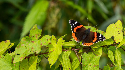 butterfly Admiral sitting on the grass, macro photography